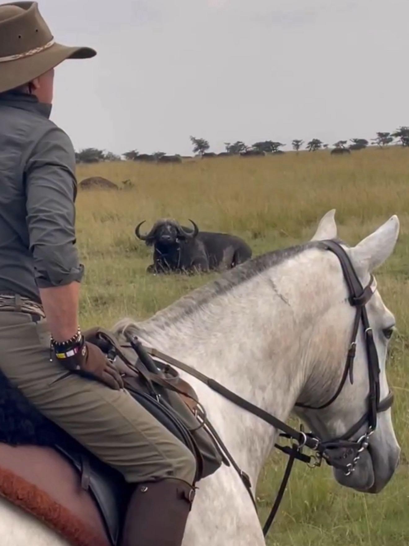 Forged on the Gallops, Proven in the Dust: The Safari Standard